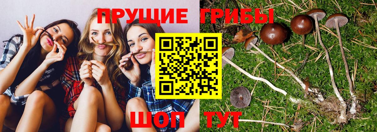 Галлюциногенные грибы мухоморы  Псилоцибиновые грибы Psilocybine cubensis  Липецк  Вход с VPN 